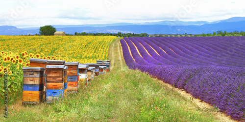 Provence, France - feelds of lavader and sunflowers with beehive