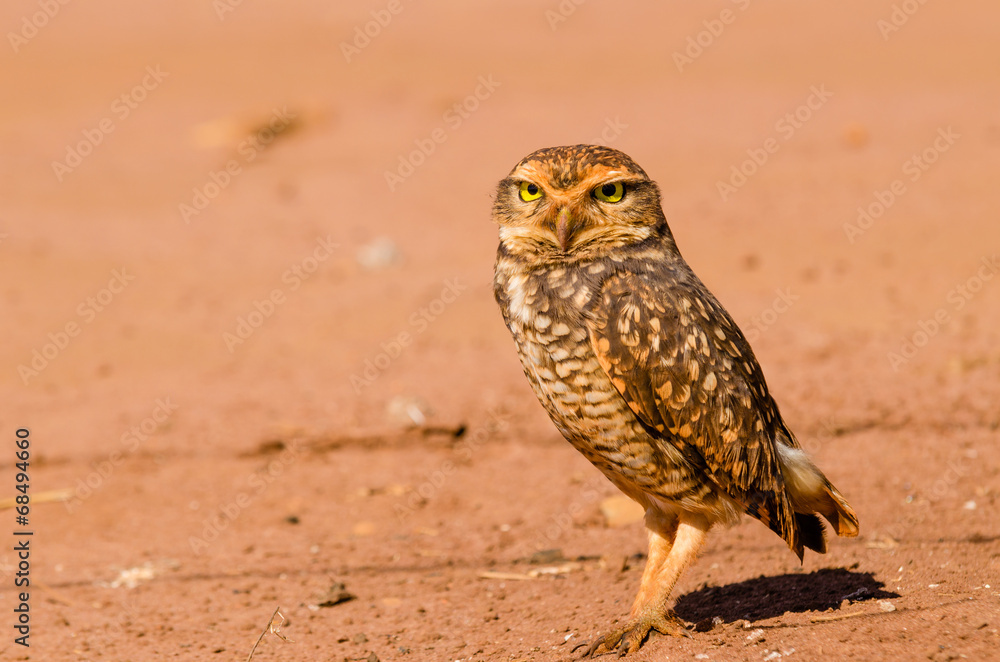 Brown Owl on the desert searching for food Brown Owl on the desert searching for food