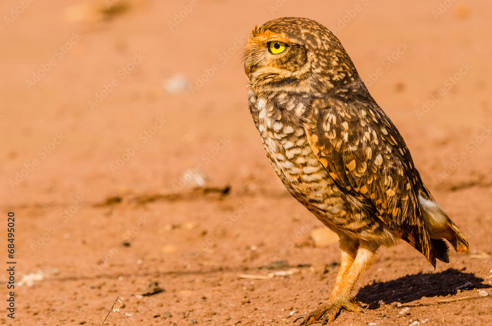 Brown Owl on the desert searching for food Brown Owl on the desert searching for food