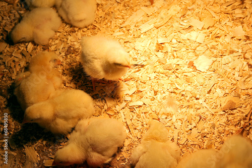 Fotografering Group of Baby Chickens Under Warming Light
