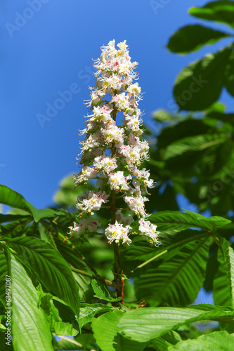 Chesnut flower