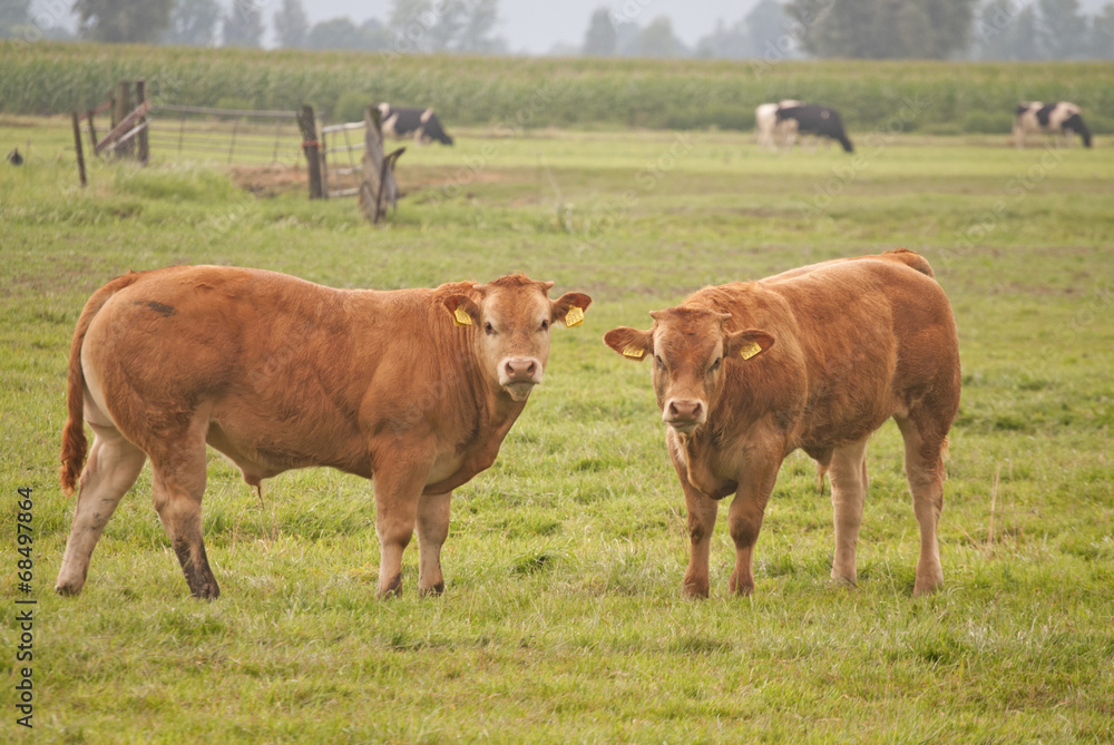 Fototapeta premium koe in weiland