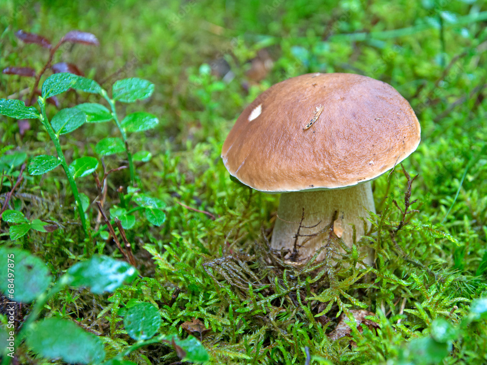 Steinpilz - Boletus Steinpilz - Boletus