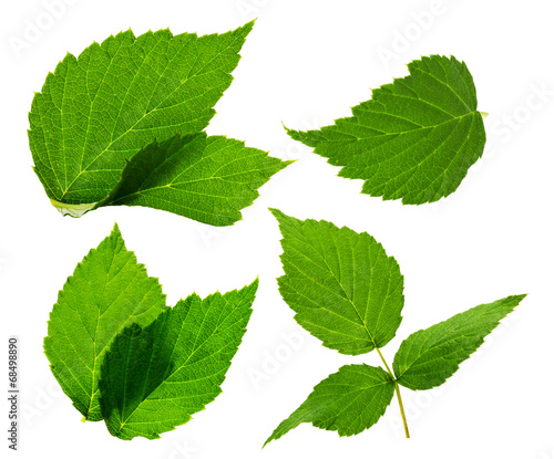 blackberry leaves on the white background