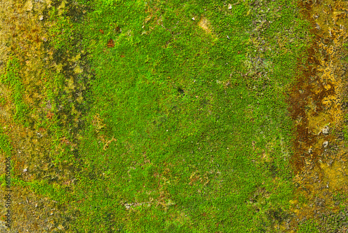 Moss on wall texture background.
