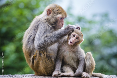 Macaques in Guiyang, China photo