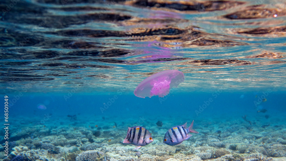Fototapeta premium Two Sergeant Fish and a Jellyfish