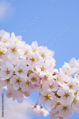 Wallpaper Mural サクラ Torontodigital.ca