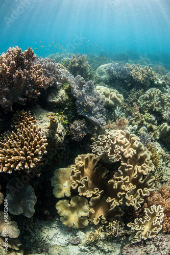 Pacific Reef in Shallows