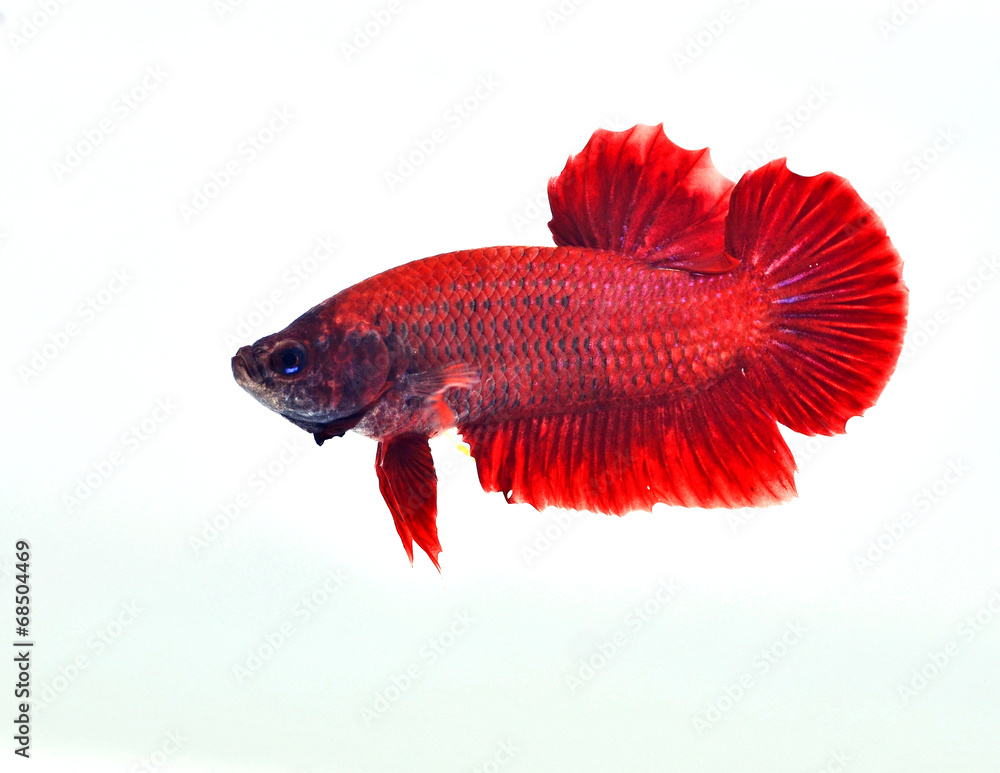 Obraz premium Siamese fighting fish