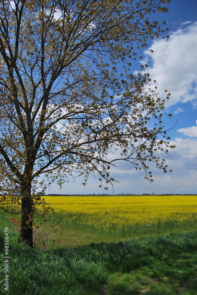 Field of rape Field of rape