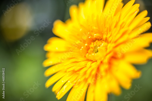 Fototapeta Naklejka Na Ścianę i Meble -  yellow flowers by the side of the road