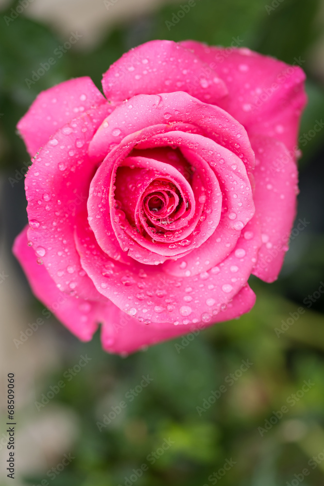 紅い薔薇 紅い薔薇