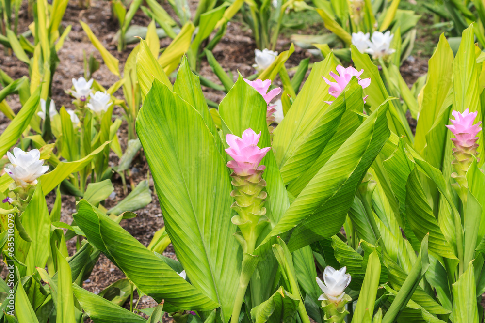 Curcuma aeruqinosa flower Curcuma aeruqinosa flower
