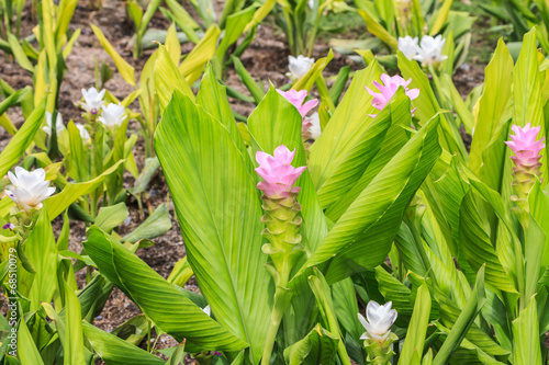 Curcuma aeruqinosa flower