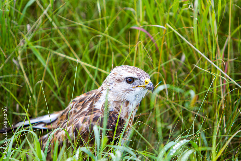 Fototapeta premium Common buzzard