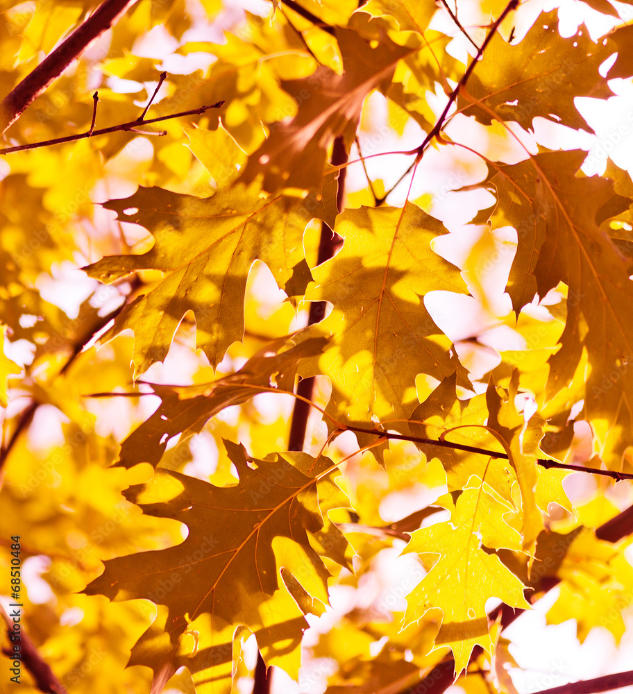 Fototapeta premium yellow leaves