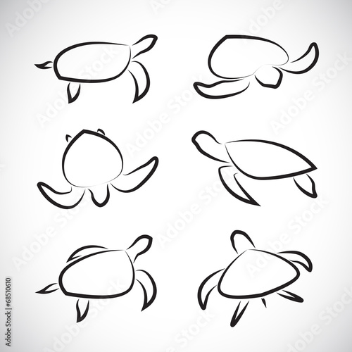 Vector group of turtle