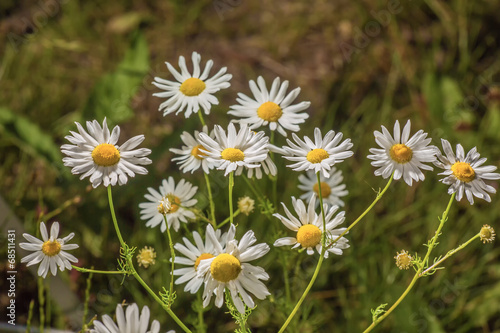 Camomiles