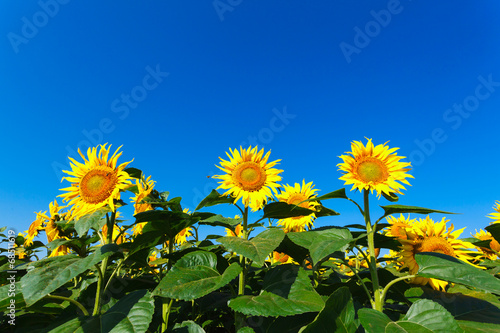sunflower field on background blue sky