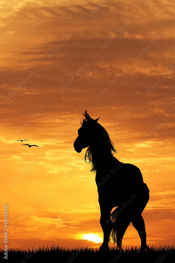 Horses at sunset Horses at sunset