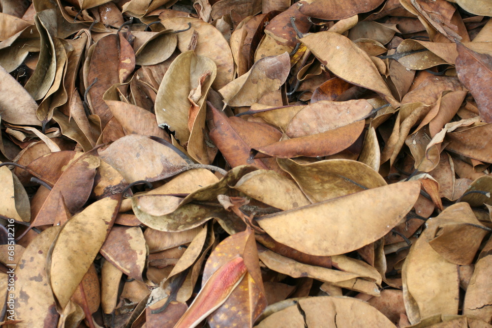 leaves leaves