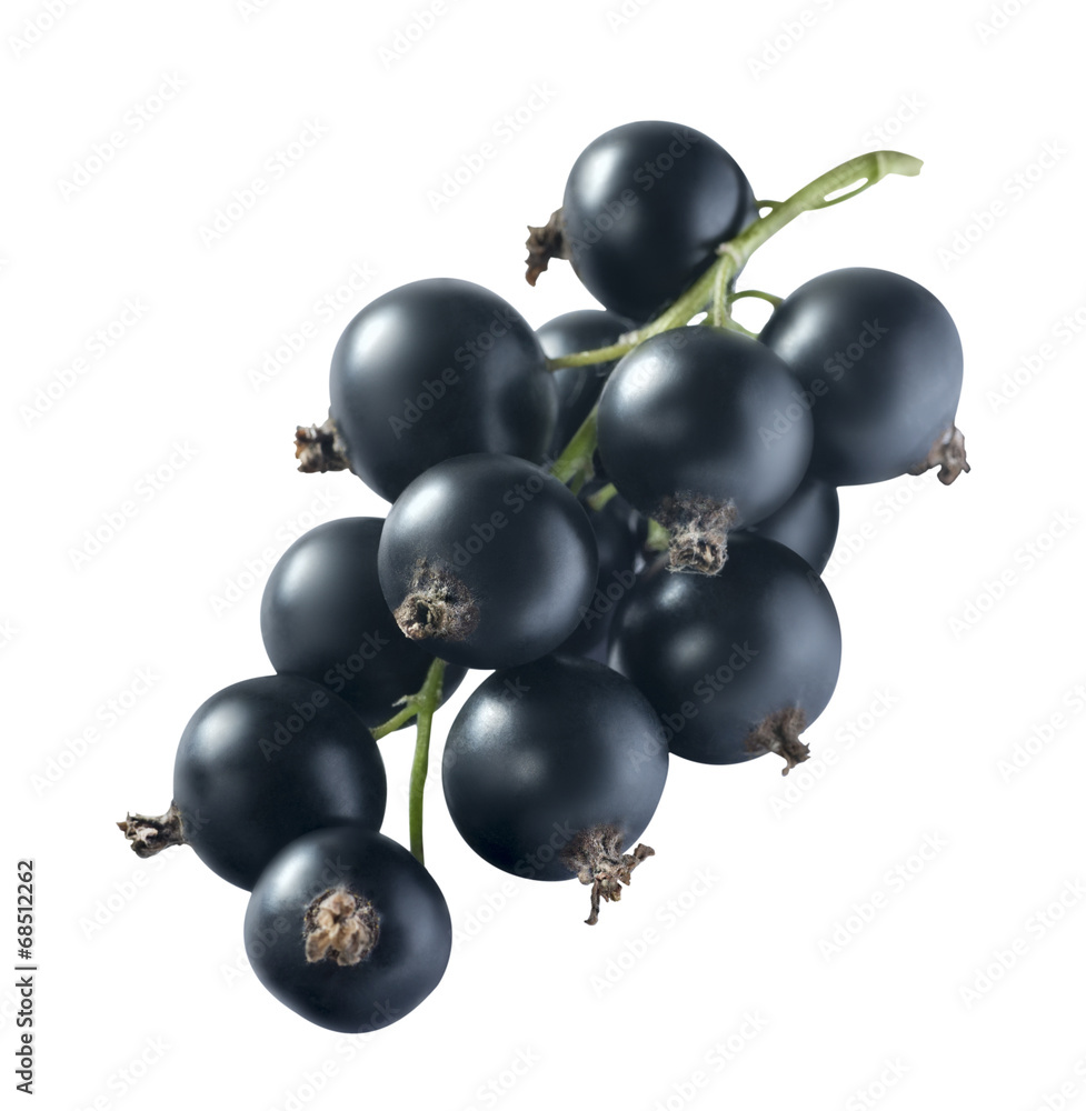 Black currant 1 isolated on white background Black currant 1 isolated on white background
