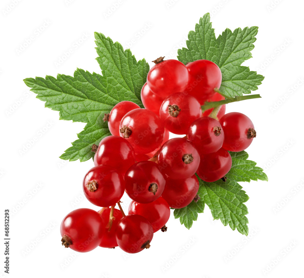 Red currant 1 with leaf isolated on white background Red currant 1 with leaf isolated on white background