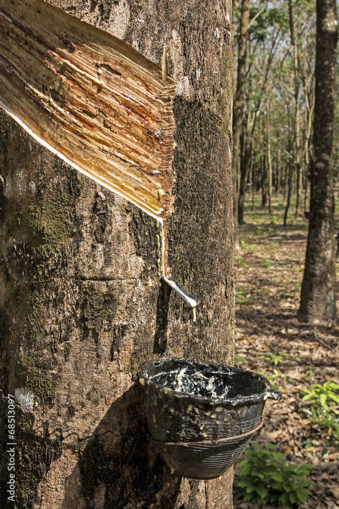 Kautschuk Baum Koh Samui, Thailand Stock-Foto | Adobe Stock