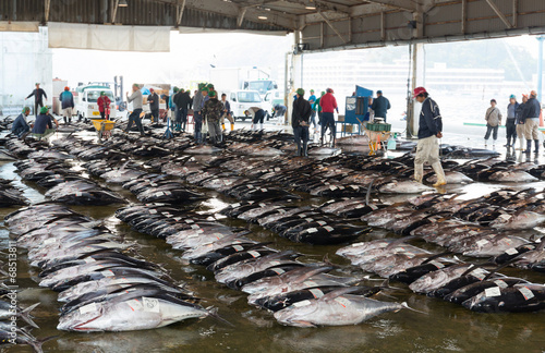 競り場に並ぶ魚市場のマグロ