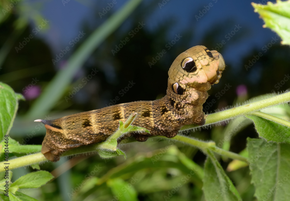 Raupe zeigt Augenflecken als Abwehr (mittlerer Weinschwärmer) Raupe zeigt Augenflecken als Abwehr (mittlerer Weinschwärmer)