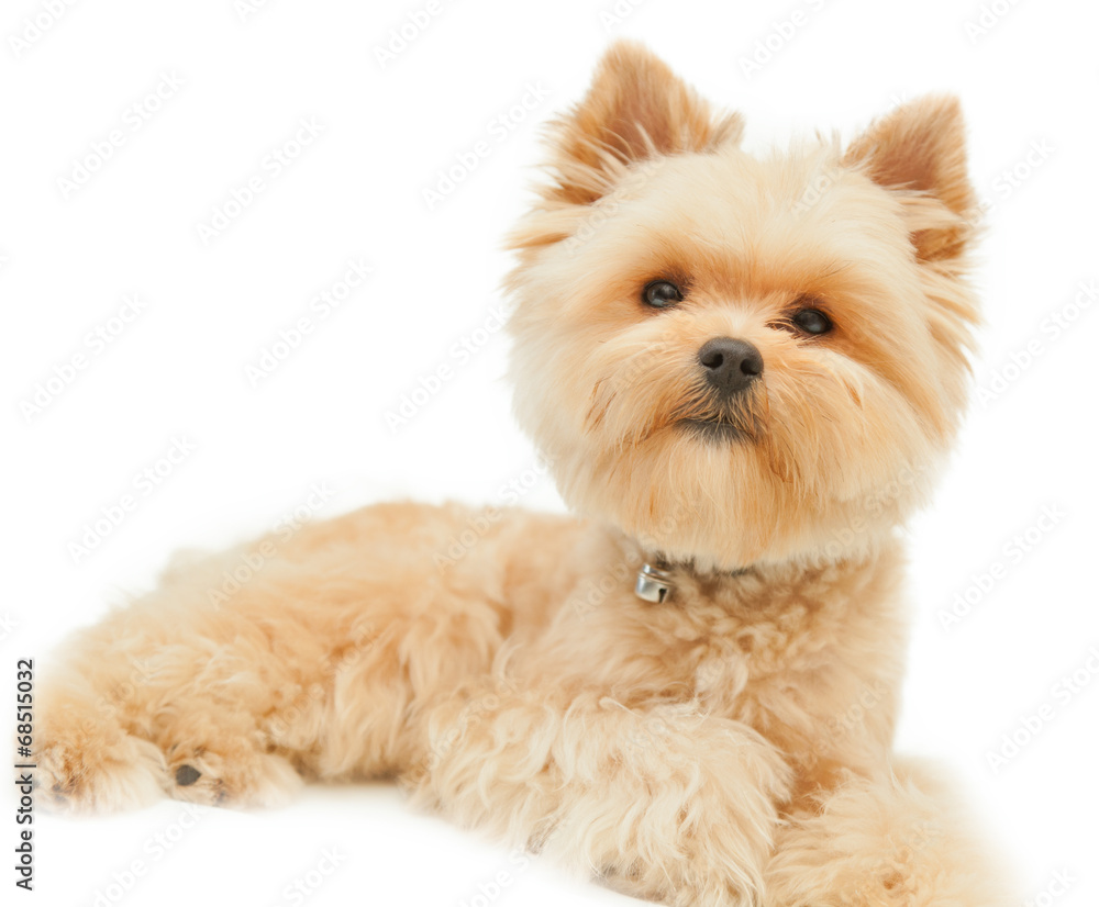 Yorkshire terrier isolated on white background Yorkshire terrier isolated on white background