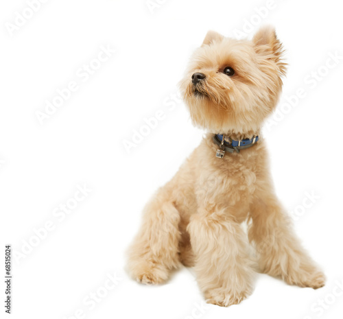 Yorkshire terrier isolated on white background photo