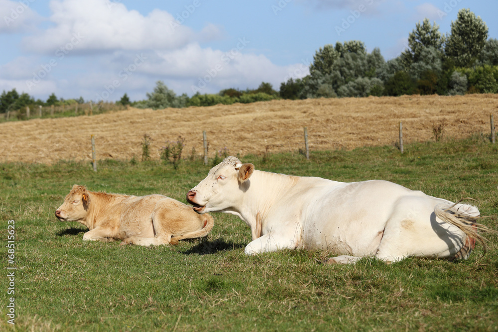 Vaches Vaches