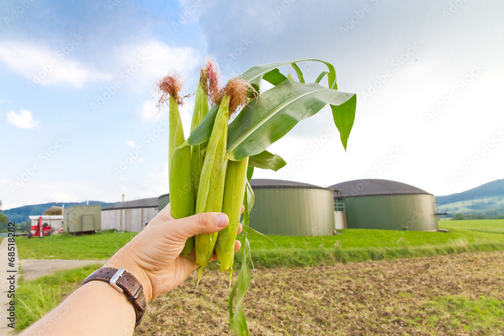 Maiskolben in der Hand und Biogasanlage StockFoto Adobe Stock