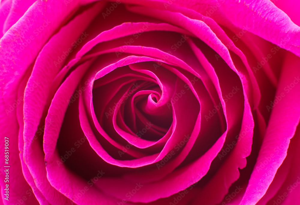 Beautiful pink rose closeup Beautiful pink rose closeup