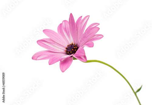 Fototapeta Naklejka Na Ścianę i Meble -  Osteospermum Daisy or Cape Daisy Flower Flower