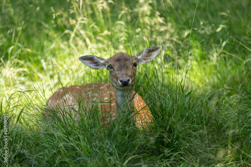 Fototapeta Naklejka Na Ścianę i Meble -  Reh im grünen Gras beim Wiederkauen