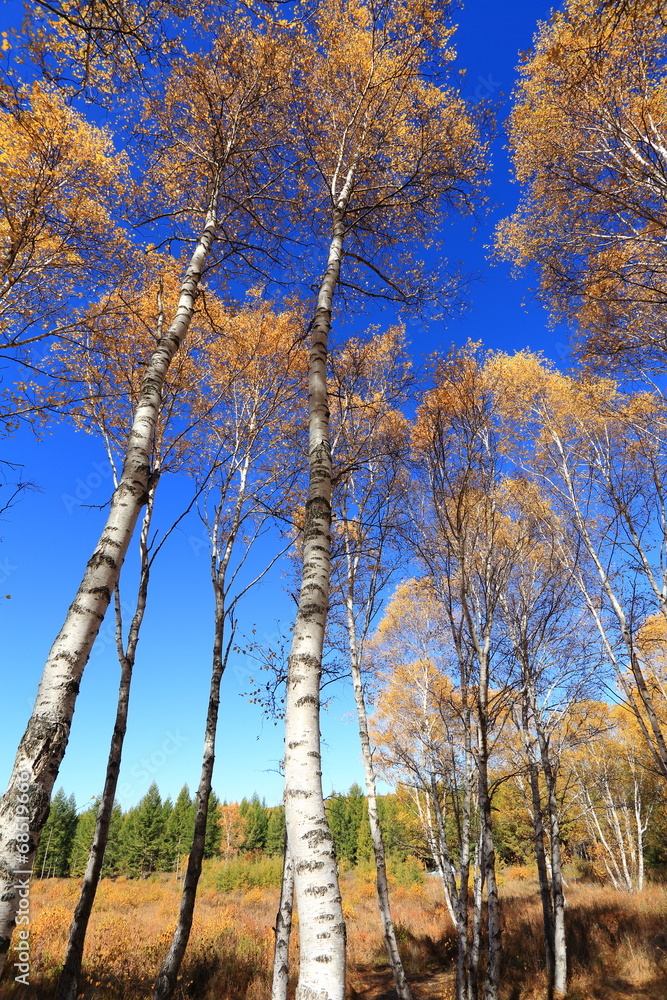 Naklejka premium fall