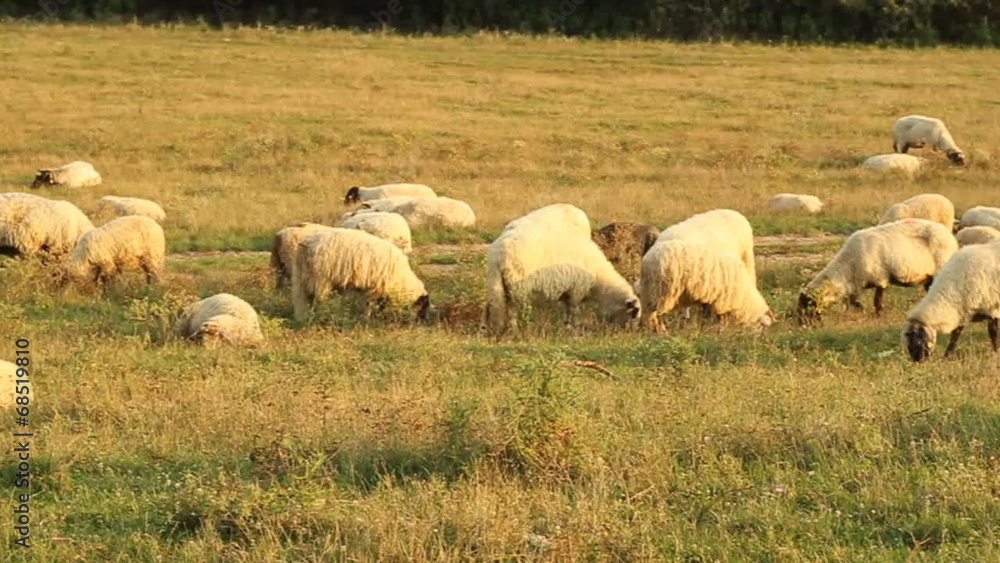 Flock of Sheep Grazing Flock of Sheep Grazing