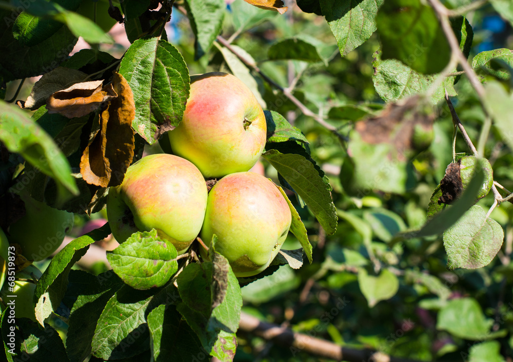 Apples growing Apples growing