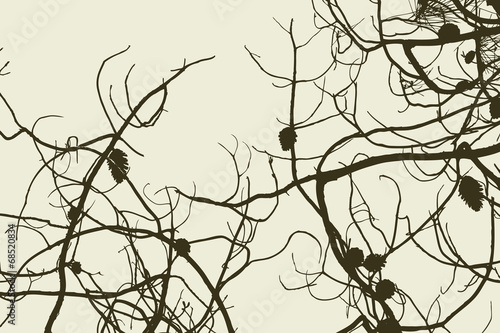 tangled branches