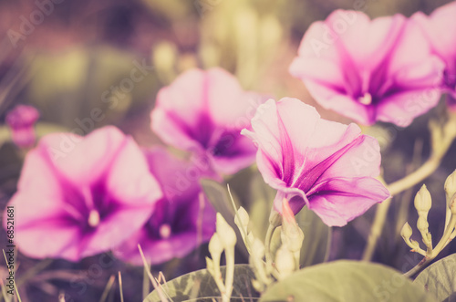 Morning glory or Convolvulaceae flowers vintage