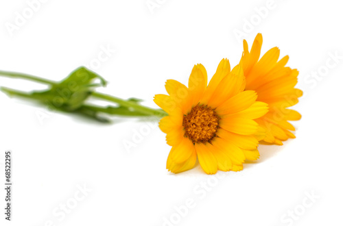 marigold isolated