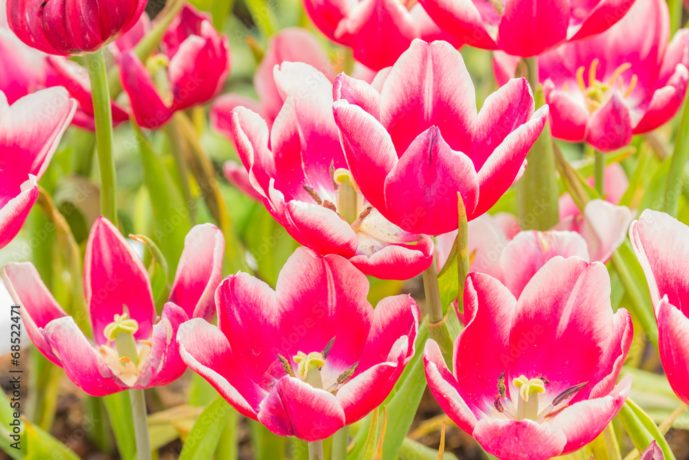 Obraz premium Pink tulip.