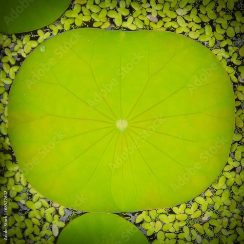 lotus leaf background