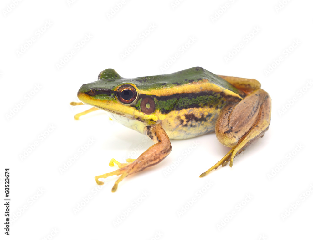 Obraz premium Frog