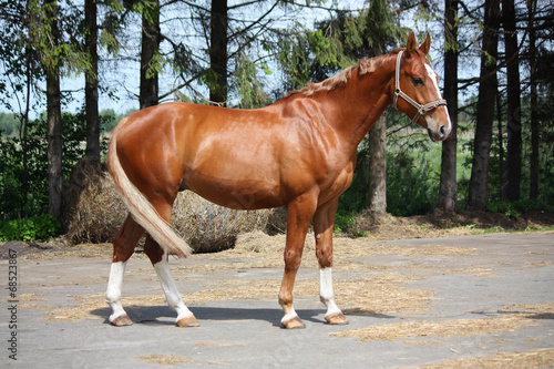 Chestnut horse standing near the forest