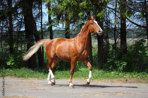 Chestnut horse trotting to the stable
