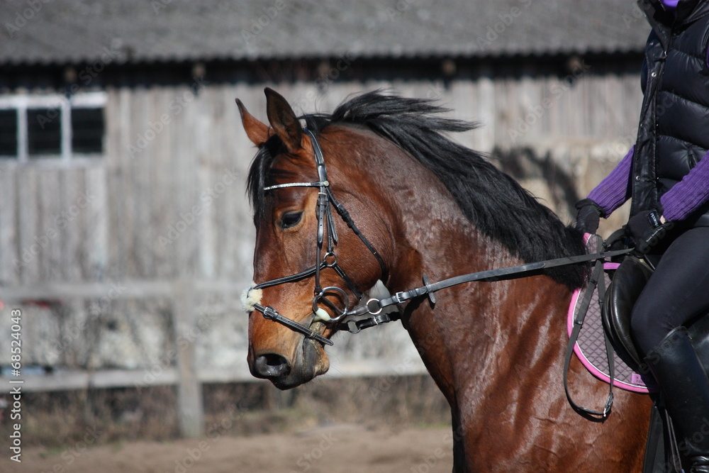 Portrait of brown sport horse with rider Portrait of brown sport horse with rider
